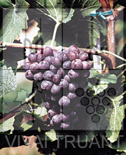 Foto di un grappolo d'uva di Pinot Grigio GM 2-21